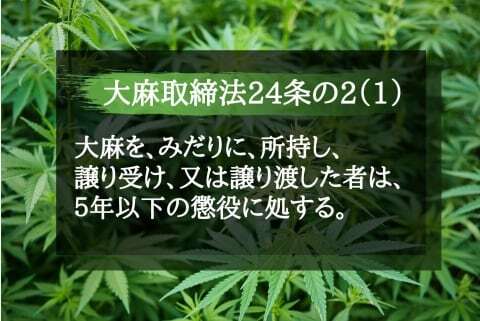 日本で 大麻使用 増加か 専門家からは 医療用 解禁求める声も 規制はどうなってる ニコニコニュース