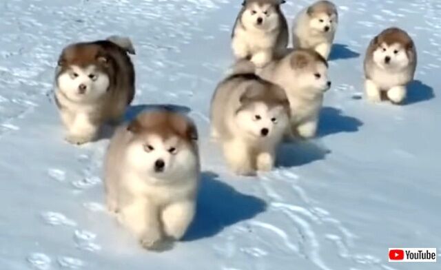 可愛い に季節なんて関係ない キュート過ぎるもこもこマラミュートの子犬たち ニコニコニュース 可愛い に季節なんて関係ない キュート過ぎるもこもこマラミュートの子犬たち ニコニコニュース