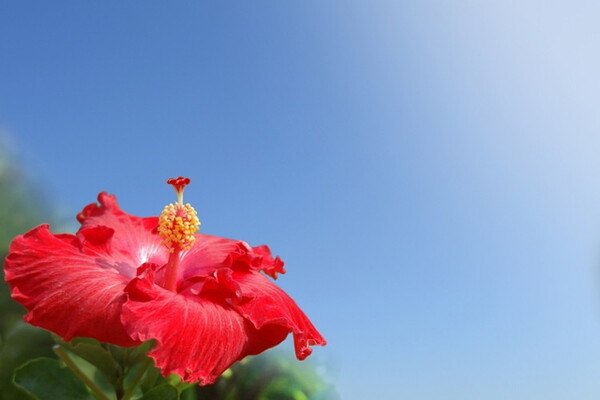 ハイビスカスの花言葉はなに 南国を彩る花には明るい花言葉がたくさんあった ニコニコニュース