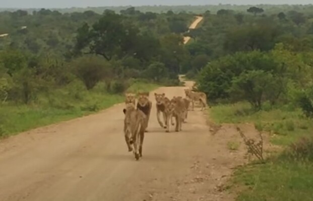 群れとはぐれたメスライオン 感動の再会へ 南アフリカ ニコニコニュース