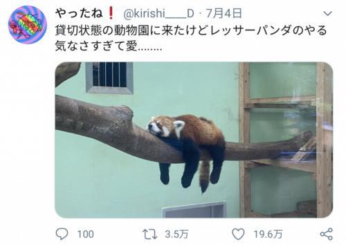 お客が少ないから やる気のなさすぎるレッサーパンダが話題に ニコニコニュース