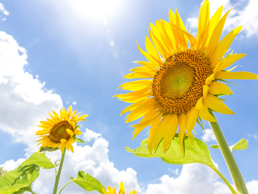 7月の誕生花って何 大輪の ひまわり の花言葉はちょっと意外かも ニコニコニュース 7月の誕生花って何 大輪の ひまわり の花言葉はちょっと意外かも ニコニコニュース