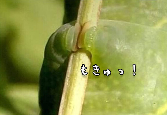 肉球レベル 脚だけ見れば相当かわいい 芋虫が小枝をつかむその脚にズームイン 芋虫出演中 ニコニコニュース 肉球レベル 脚だけ見れば相当かわいい 芋虫が小枝をつかむその脚にズームイン 芋虫出演中 ニコニコニュース