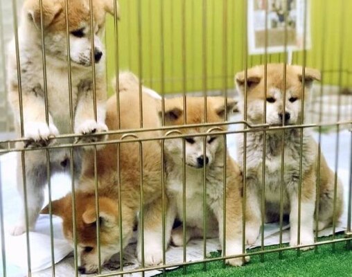 受付犬 や 密な仔犬 の秋田犬でも話題 秋田犬保存会 に教わる 秋田犬の魅力って ニコニコニュース 受付犬 や 密な仔犬 の秋田犬でも話題 秋田犬保存会 に教わる 秋田犬の魅力って ニコニコニュース