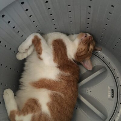 洗濯機で寝てたネコ そのまま洗われてしまう顔面蒼白の事故発生 ニコニコニュース 洗濯機で寝てたネコ そのまま洗われてしまう顔面蒼白の事故発生 ニコニコニュース