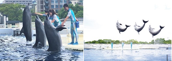 京都水族館 イルカとトレーナーの友情を届ける新しいパフォーマンス Yeah 2020年7月16日 木 スター ニコニコニュース 京都水族館 イルカとトレーナーの友情を届ける新しいパフォーマンス Yeah 2020年7月16日 木 スター ニコニコニュース