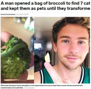 スーパーで購入したブロッコリーに青虫を見つけた男性 7匹すべて蝶に育てる 英 ニコニコニュース スーパーで購入したブロッコリーに青虫を見つけた男性 7匹すべて蝶に育てる 英 ニコニコニュース