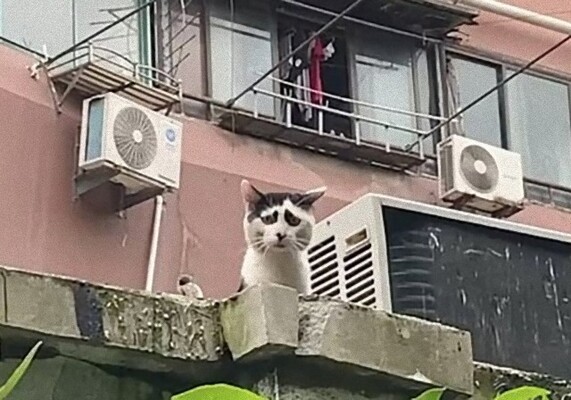 別に困ってませんけど 困り顔の猫にネットも困惑 ニコニコニュース