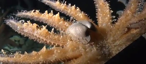 数十本の腕を持つ巨大なヒトデ ヒマワリヒトデ がハマグリを捕食する映像 ニコニコニュース