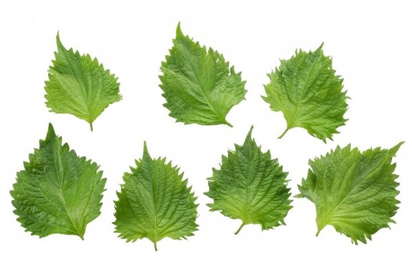 しそ絆創膏の発想がまさに薬草 商品化希望をする声が話題に ニコニコニュース