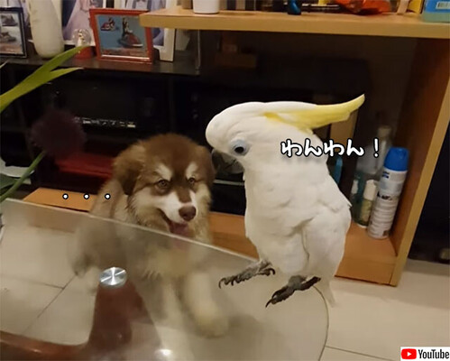 声を奪われた ワンワン鳴くオウムと鳴かない犬 ニコニコニュース