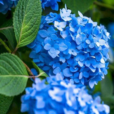 お寺の花といえば紫陽花なのに葬儀や仏事の供花に相応しくないのはどうして ニコニコニュース