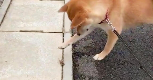 初めてのセミにビビりすぎた柴犬の反応が可愛すぎると話題に ニコニコニュース 初めてのセミにビビりすぎた柴犬の反応が可愛すぎると話題に ニコニコニュース