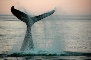 日本はなぜ捕鯨を かたくなに 続けるのか 中国人 日本は残忍 中国報道 ニコニコニュース