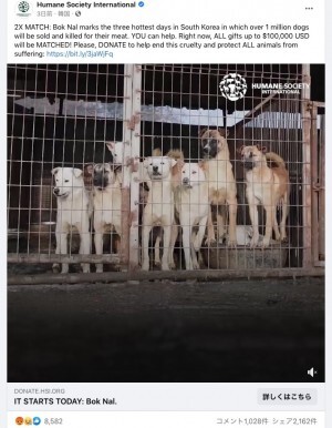 今年も韓国 犬肉スープ祭 開催 恐ろしい飼育状況 の食用犬農場から100頭の犬を救出 動画あり ニコニコニュース 今年も韓国 犬肉スープ祭 開催 恐ろしい飼育状況 の食用犬農場から100頭の犬を救出 動画あり ニコニコニュース
