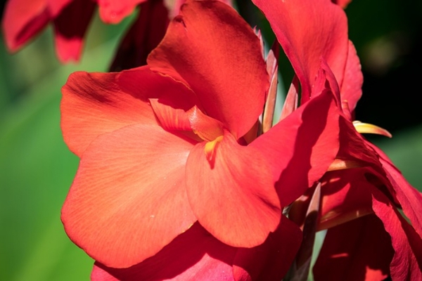 カンナの花言葉は 夏に咲く鮮やかな色の花はお釈迦様の血で咲いた ニコニコニュース カンナの花言葉は 夏に咲く鮮やかな色の花はお釈迦様の血で咲いた ニコニコニュース
