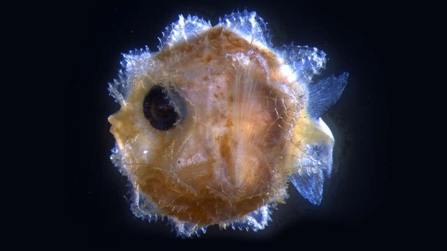 あらやだかわいい 巨大マンボウの稚魚は丸くて小さくて指先よりも小さかった ニコニコニュース