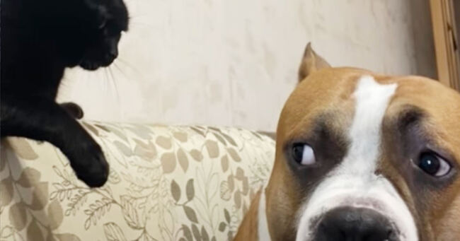 完全に喋っている 猫にイタズラされて動物アニメのワンシーンみたいに不貞腐れる大型犬が可愛すぎると話題に ニコニコニュース