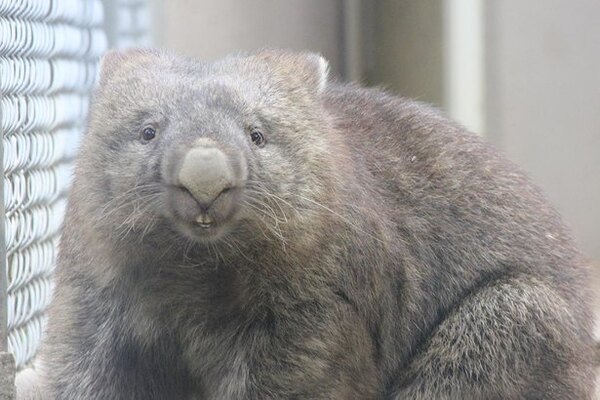 国内で6頭の珍獣 ウォンバット 日本で2番目に小さな動物園に4頭いるのはナゼ ニコニコニュース 国内で6頭の珍獣 ウォンバット 日本で2番目に小さな動物園に4頭いるのはナゼ ニコニコニュース