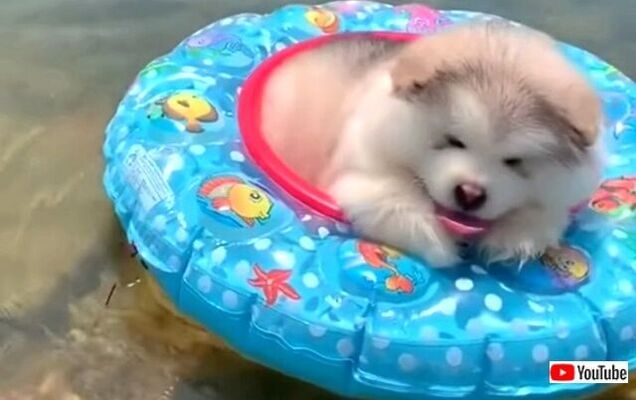 暑さも本番を迎えましたが何か 可愛さ大爆発 なもこもこマラミュートベイビーズ総集編 ニコニコニュース