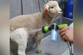 ひつじさんのふわふわ気球 Letstripdesi Com