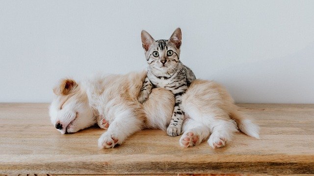 犬と猫を仲良くさせるにはフェロモンの力を借りればいい 英研究 ニコニコニュース 犬と猫を仲良くさせるにはフェロモンの力を借りればいい 英研究 ニコニコニュース