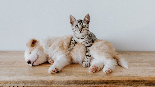 犬と猫を仲良くさせるにはフェロモンの力を借りればいい 英研究 ニコニコニュース