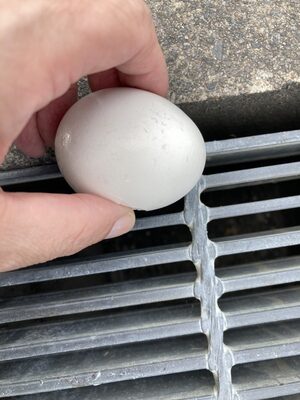 ４１ １ を記録した浜松で 路上目玉焼きを作った結果 とんでもないことに ニコニコニュース