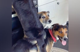 コラー 3匹で協力して高いところの料理を盗み食いするコーギーが可愛すぎる ニコニコニュース