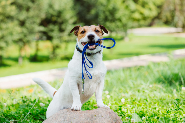ペットはかわいいおもちゃではない ドイツで犬の散歩を義務化する動き 1日2回合計1時間を目安 ニコニコニュース ペットはかわいいおもちゃではない ドイツで犬の散歩を義務化する動き 1日2回合計1時間を目安 ニコニコニュース