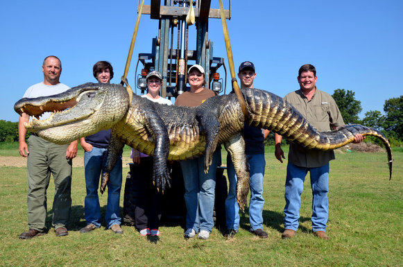 米ミシシッピ州で体重330キロ 体長4メートルのワニが捕獲される 同州最大 ニコニコニュース