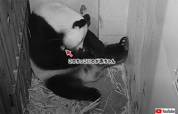 平均寿命を超えた22歳のジャイアントパンダ 無事に赤ちゃんを出産 アメリカ ニコニコニュース 平均寿命を超えた22歳のジャイアントパンダ 無事に赤ちゃんを出産 アメリカ ニコニコニュース