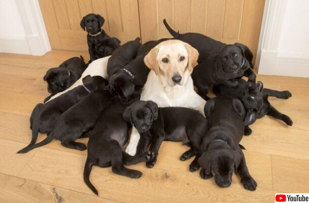 ベージュ色のラブラドールの母犬から生まれた13匹の子犬は全部黒色 イギリス ニコニコニュース ベージュ色のラブラドールの母犬から生まれた13匹の子犬は全部黒色 イギリス ニコニコニュース