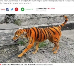 トラのように染められた犬に これは虐待 怒りの声が殺到 マレーシア ニコニコニュース トラのように染められた犬に これは虐待 怒りの声が殺到 マレーシア ニコニコニュース