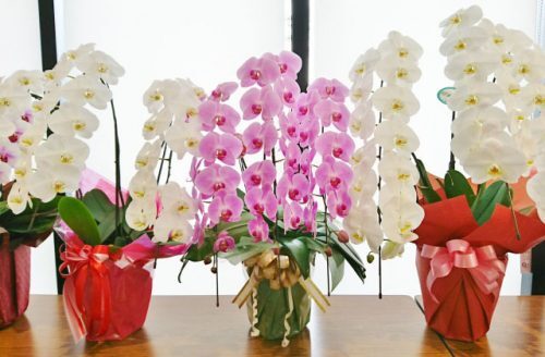 陣中見舞い や 当選祝い を行う際の注意点 ニコニコニュース