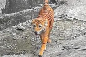 一体誰が マレーシアの動物保護団体が トラのような色の犬 を発見 動物虐待で調査を開始 ニコニコニュース