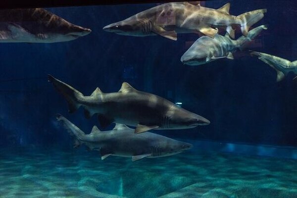 コロナ対策情報付き アクアワールド茨城県大洗水族館の楽しみ方 飼育種数日本一のサメや巨大水槽のマンボウが人気 ニコニコニュース