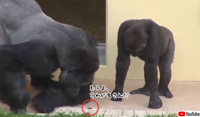 真の強者のやさしさ シルバーバックのゴリラの小さな虫に対する反応 ニコニコニュース 真の強者のやさしさ シルバーバックのゴリラの小さな虫に対する反応 ニコニコニュース