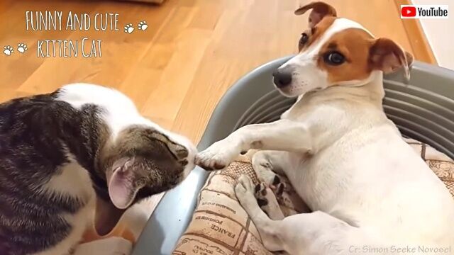 猫 大好きニャ 犬 愛してるワン 仲が良過ぎて困っちゃう イチャコラわんにゃん動画総集編 ニコニコニュース