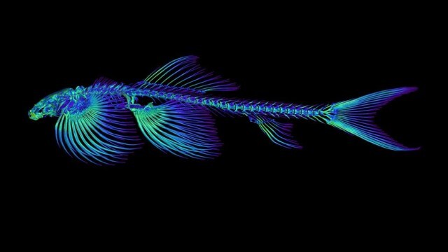 陸上を歩くことが可能な魚が少なくとも11種いることが判明 タイ ニコニコニュース 陸上を歩くことが可能な魚が少なくとも11種いることが判明 タイ ニコニコニュース