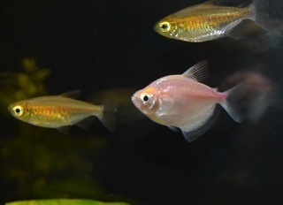 男性編 なんて読むの 一度で覚えるのは難しいと思う魚の名前ランキング1位 翻車魚 ニコニコニュース 男性編 なんて読むの 一度で覚えるのは難しいと思う魚の名前ランキング1位 翻車魚 ニコニコニュース