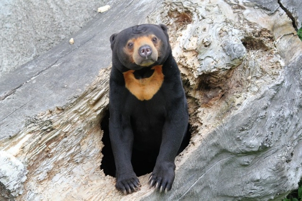 世界最小種のクマ マレーグマ 日本で見られる姿もご紹介 ニコニコニュース