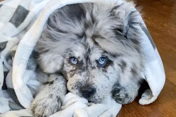 ホワイトライオンみたい オレオ雲 のあだ名を持つチャウチャウの子犬がカッコかわいい ニコニコニュース