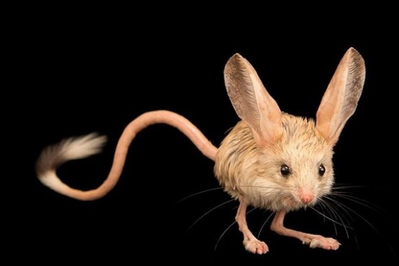 天地創造デザイン部の仕業か 小さな体に大きな耳を持つ トビネズミ の溢れだすクリーチャー感 ニコニコニュース 天地創造デザイン部の仕業か 小さな体に大きな耳を持つ トビネズミ の溢れだすクリーチャー感 ニコニコニュース