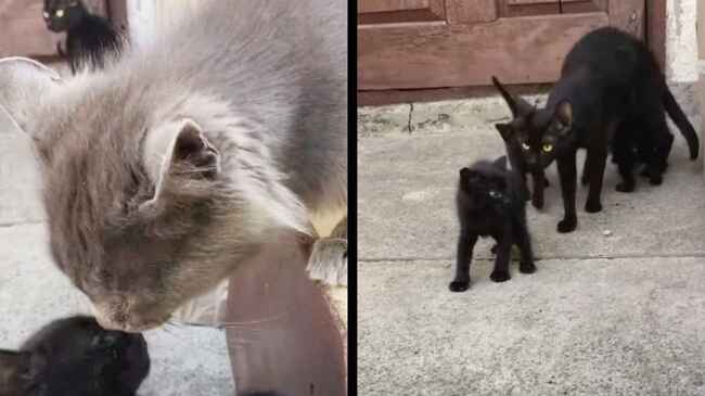 ママ パパが 泣 子猫を泣かせてしまったパパ猫 ママ猫の反応が人間らしすぎて爆笑 ニコニコニュース