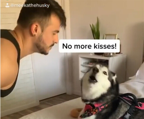 イヤイヤ期のハスキー パパのキスが嫌すぎて徹底拒絶 ニコニコニュース イヤイヤ期のハスキー パパのキスが嫌すぎて徹底拒絶 ニコニコニュース