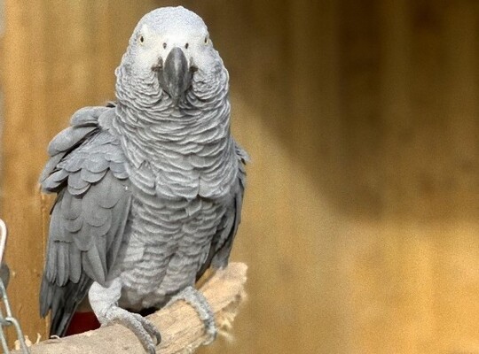 あらん限りの口汚い言葉で悪態をつく動物公園のヨウム 子供に悪影響が出ると一般公開中止に イギリス ニコニコニュース あらん限りの口汚い言葉で悪態をつく動物公園のヨウム 子供に悪影響が出ると一般公開中止に イギリス ニコニコニュース