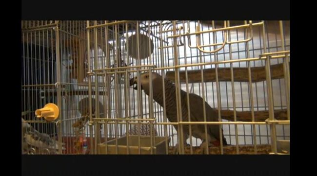 オカメインコを 人語 で注意する大型のインコ ヨウムの賢さに 意味わかって使ってるな 鳥語でしゃべれよw の声 ニコニコニュース オカメインコを 人語 で注意する大型のインコ ヨウムの賢さに 意味わかって使ってるな 鳥語でしゃべれよw の声 ニコニコニュース