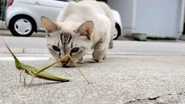 バッタを狙っているのかと思ったらそっちかい 猫の思いもよらぬ行動に多くの突っ込みが寄せられる笑 ニコニコニュース