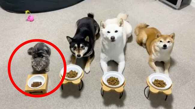 待て もできる 犬兄弟と暮らす猫が完全に自分のことを犬だと思っていると話題に ニコニコニュース 待て もできる 犬兄弟と暮らす猫が完全に自分のことを犬だと思っていると話題に ニコニコニュース